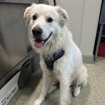 Kittle -  Great Pyrenees Dog for Adoption in San Gabriel, California - Kittle | PetCurious