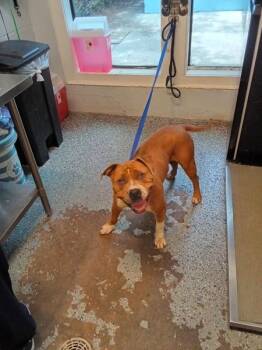 Fiona -  Pit Bull Terrier Dog for Adoption in Mobile, Alabama - Fiona | PetCurious