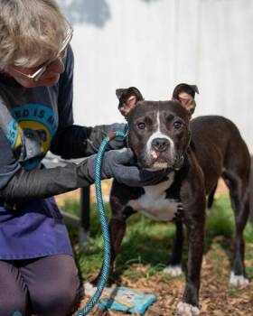 Bebe -  Mixed Breed Dog for Adoption in Chamblee, Georgia - Bebe | PetCurious