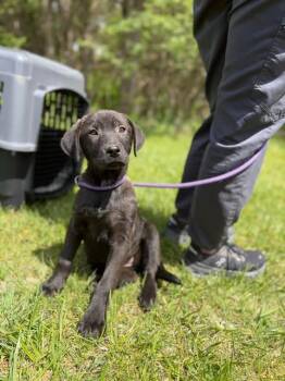 Joy -  Black Labrador Retriever Dog Available for Adoption in Gloucester Township, New Jersey - Joy | PetCurious