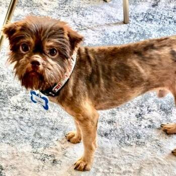 Toby -  Shih Tzu and Mixed Breed Dog for Adoption in Wake Forest, North Carolina - Toby | PetCurious