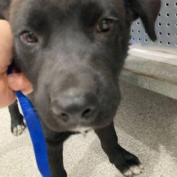 Australian Cattle Dog Blue Heeler Dogs Available for Adoption in Lake Havasu City, Arizona - Pepper | PetCurious