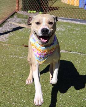 Mixed Breed Dogs Available for Adoption - Mandy | PetCurious