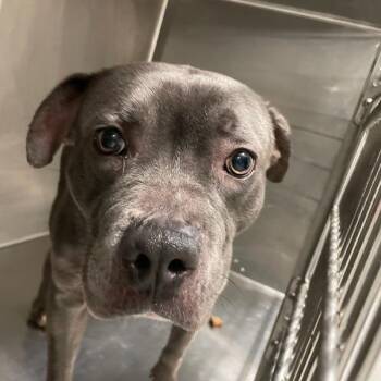 Connie -  Terrier Dog for Adoption in Des Moines, Iowa - Connie | PetCurious
