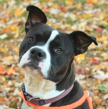 Baby Face -  Terrier and Boxer Dog for Adoption - Baby Face | PetCurious