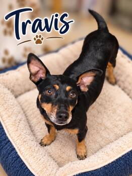 Travis -  Miniature Pinscher and Dachshund Dog for Adoption in Momence, Illinois - Travis | PetCurious
