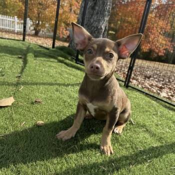 Rescue Chihuahua Dogs for Adoption in Floresville, Texas - Pumpkin | PetCurious