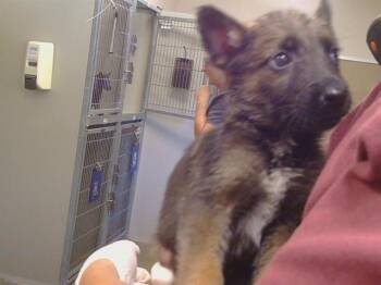 ASH -  German Shepherd Dog Dog for Adoption in Sacramento, California - ASH | PetCurious