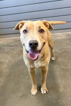 Labrador Retriever and Mixed Breed Dogs Available for Adoption in Brunswick, Georgia - MELANIE | PetCurious