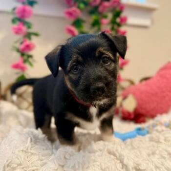 Piglet Pooh Little Love -  Chihuahua and Australian Shepherd Dog for Adoption in Friendswood, Texas - Piglet Pooh Little Love | PetCurious