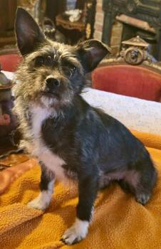 Parson Russell Terrier and Yorkshire Terrier Dogs Available for Adoption in Los Angeles, California - Tulip | PetCurious