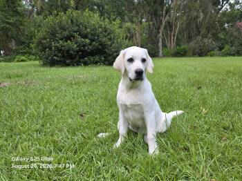 Blitz -  Yellow Labrador Retriever Dog for Sale in Monticello, Florida - Blitz | PetCurious