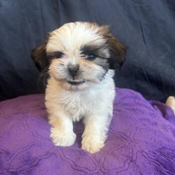 Shih Tzu Dogs Available for Adoption in Dallas, Texas - TaterTot | PetCurious