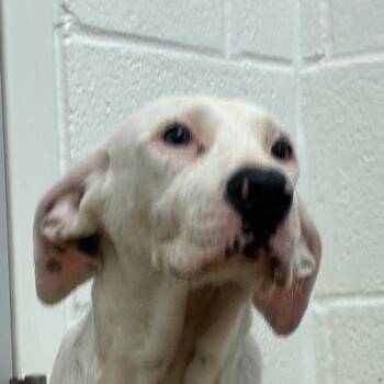 Rescue Terrier and Mixed Breed Dogs for Adoption in Corpus Christi, Texas - Baylor | PetCurious