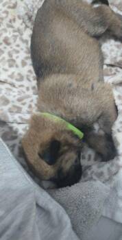 Belgian Shepherd Malinois and German Shepherd Dog Dogs Available for Adoption in Imlay City, Michigan - Lady Dragon (Aircraft Litter, Lime Green Collar) - Located In NV | PetCurious