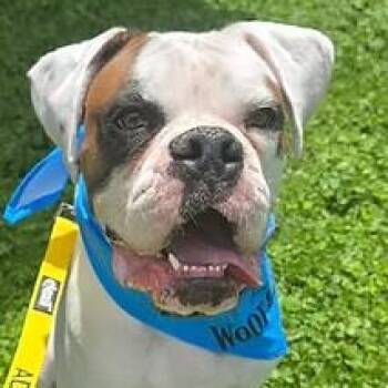 Mr. Calvin -  Boxer Dog for Adoption in Racine, Wisconsin - Mr. Calvin | PetCurious