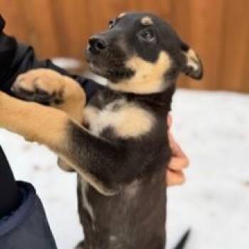 Mixed Breed Dogs Available for Adoption - Vanessa | PetCurious