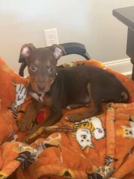 Rescue American Staffordshire Terrier and German Pinscher Dogs for Adoption in Wendell, North Carolina - Zazu | PetCurious