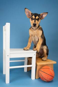 754-26 -  Shepherd Dog for Adoption in Brighton, Colorado - 754-26 | PetCurious