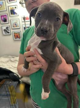 Pit Bull Terrier Dogs Available for Adoption - Hermione | PetCurious