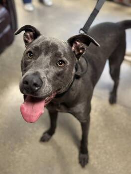 Rescue Mixed Breed Dogs for Adoption in Ashland, Kentucky - Sheldon | PetCurious