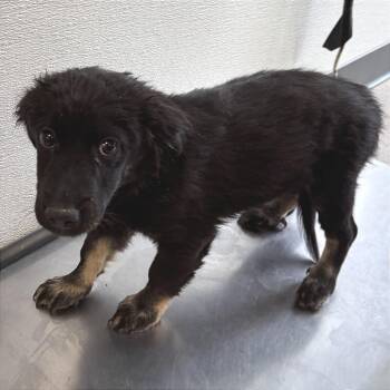 Mixed Breed Dogs Available for Adoption - 105287 | PetCurious