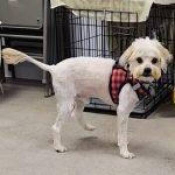 Marshmallow -  Mixed Breed Dog for Adoption in Green Valley, Arizona - Marshmallow | PetCurious