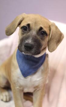 Poker Face in NH. Come Meet our Adoptable Dogs Wednesday-Saturda -  Boxer Dog for Adoption in Manchester, New Hampshire - Poker Face In NH. Come Meet Our Adoptable Dogs Wednesday-Saturda | PetCurious