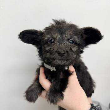 Tate McRae -  Mixed Breed Dog for Adoption in Las Vegas, Nevada - Tate McRae | PetCurious