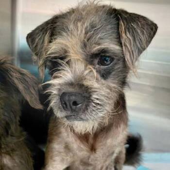Bart 26-09-120 -  Terrier and Mixed Breed Dog for Adoption in Bastrop, Texas - Bart 26-09-120 | PetCurious