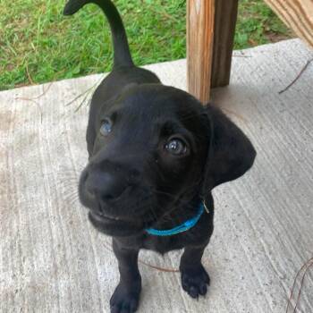 Kuro -  Labrador Retriever Dog for Adoption in Wando, South Carolina - Kuro | PetCurious