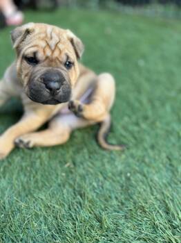 Mixed Breed Dogs Available for Adoption in Bismarck, North Dakota - Hank | PetCurious