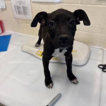 Cash -  Mixed Breed Dog for Adoption in Memphis, Tennessee - Cash | PetCurious