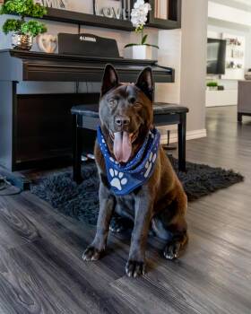 Nelo PB -  Akita and Husky Dog for Adoption in Schertz, Texas - Nelo PB | PetCurious