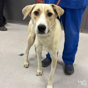 Labrador Retriever and Retriever Dogs Available for Adoption in Washington, District Of Columbia - Lemon | PetCurious