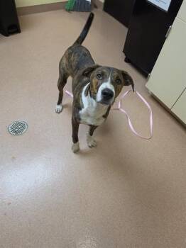 SHABANG -  Labrador Retriever Dog Available for Adoption in Cookeville, Tennessee - SHABANG | PetCurious