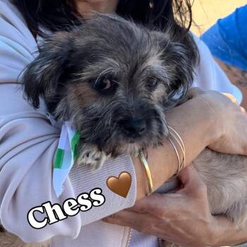 Shih Tzu and Mixed Breed Dogs Available for Adoption in Venice, Florida - Chess | PetCurious