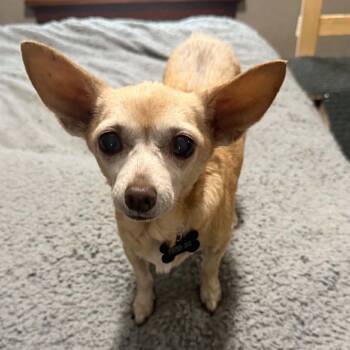 Gladys $300 -  Chihuahua Dog for Adoption in Milwaukee, Wisconsin - Gladys $300 | PetCurious