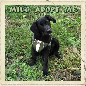 Milo -  Labrador Retriever and Flat Coated Retriever Dog for Adoption in Grove, Oklahoma - Milo | PetCurious