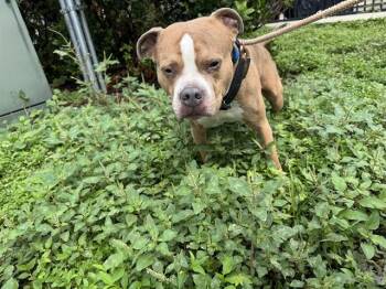 ARRAX -  American Staffordshire Terrier Dog for Adoption in Fort Lauderdale, Florida - ARRAX | PetCurious