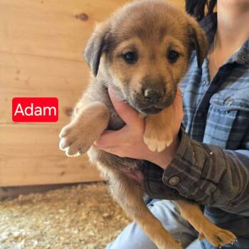 Shepherd Dogs Available for Adoption in Woodstock, Ontario - Adam | PetCurious