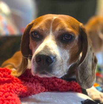 Red -  Beagle Dog for Adoption in Tomball, Texas - Red | PetCurious