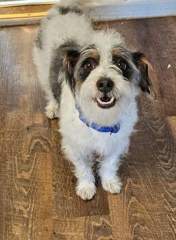 Terrier Dogs Available for Adoption in Santa Rosa, California - Tobias | PetCurious