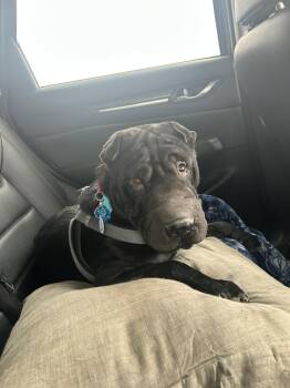 Oso (black) -  Shar Pei Dog for Adoption in Lake Forest, California - Oso (black) | PetCurious