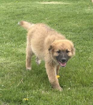 Saint Bernard Dogs Available for Adoption in Hindsboro, Illinois - Smithton | PetCurious