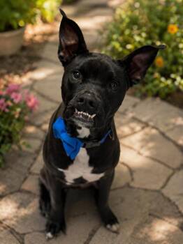 American Staffordshire Terrier and Boston Terrier Dogs Available for Adoption in Phoenix, Arizona - Rocco | PetCurious