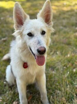 Rescue Siberian Husky and Shepherd Dogs for Adoption in Richardson, Texas - 25-100 Shadow "Coming Soon!" | PetCurious