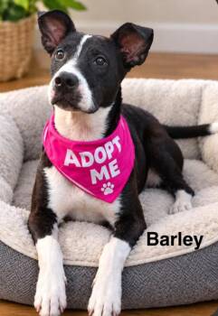 Barley -  Rat Terrier Dog for Adoption in Tomball, Texas - Barley | PetCurious