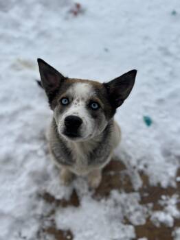 Husky Dogs Available for Adoption - Alfred | PetCurious