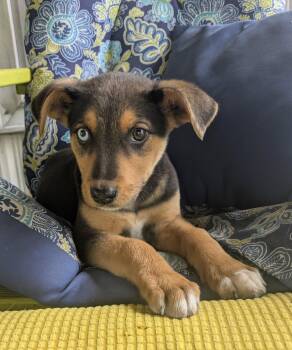 Catahoula Leopard Dog Dogs Available for Adoption - Dutton | PetCurious